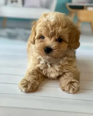 DÜNYA TATLISI MALTİPOO YAVRULARI
