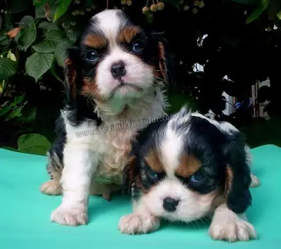 CAVALİER KİNG CHARLES YAVRULARI