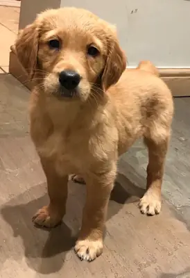 可爱又顽皮的金毛猎犬幼犬