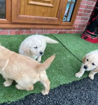 可爱的金毛猎犬幼犬寻找永远的家