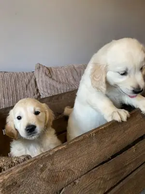 Cachorros Golden Retriever adorables: compañeros maravillosos