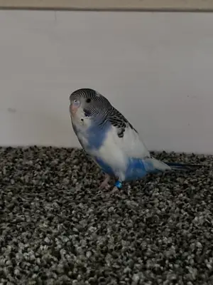 Ev ortamında büyümüş muhabbet kuşu sahiplendirme