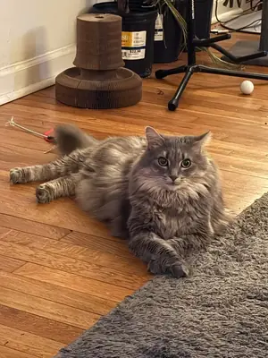 Evladımız maine coon kedi için yeni yuva arıyoruz