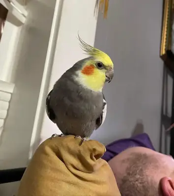 İnsanlarlar çok iyi anlaşan sultan papağanı