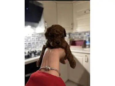 Evde büyümüş kahverengi poodle yavru