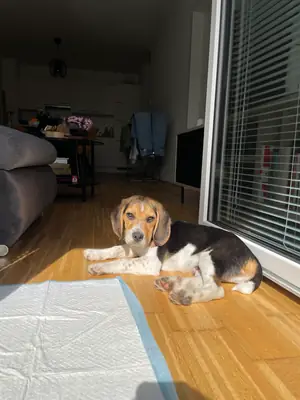 Enerjik beagle köpek sahiplendirme