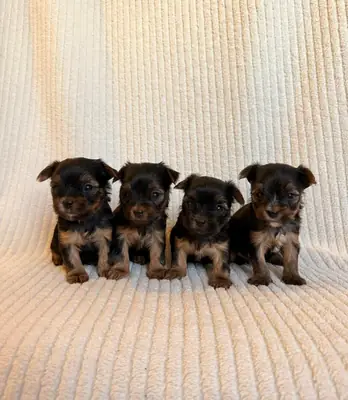 Ücretsiz erkek ve dişi Yorkshire Terrier yavruları