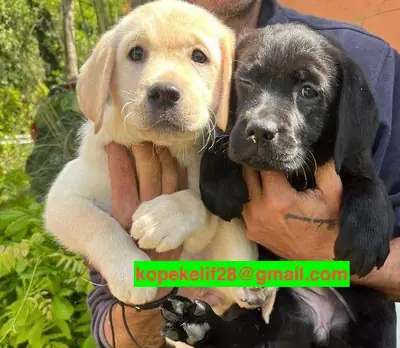 免费的雄性和雌性拉布拉多猎犬幼犬
