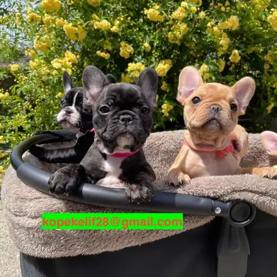 Ücretsiz erkek ve dişi French Bulldog yavruları