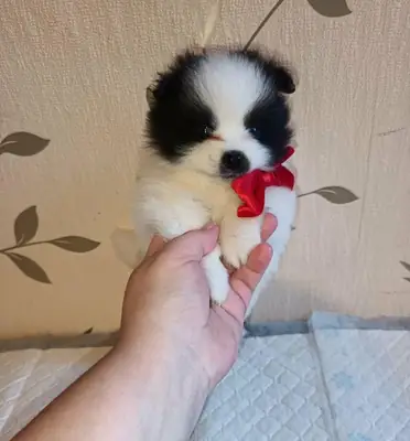 Ücretsiz Pomeranian yavruları