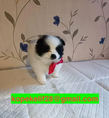 Ücretsiz Pomeranian yavruları