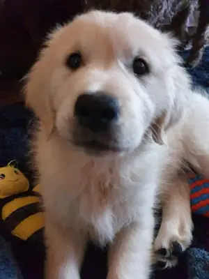 Amables cachorros de Golden Retriever para familias cariñosas