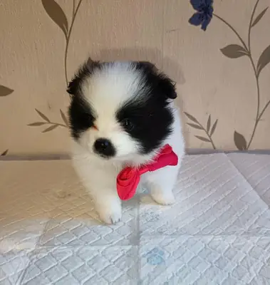 Regalo cachorros Pomerania (macho y hembra)