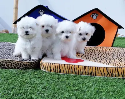 健康美丽的马尔济斯幼犬可供出售