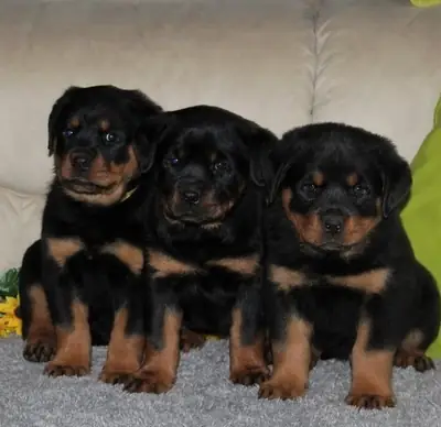 Beautiful Rottweiler Puppies Looking for Loving Homes