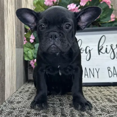 ¡Precioso Cachorro Bulldog Francés Negro Azabache! 🌸🐶