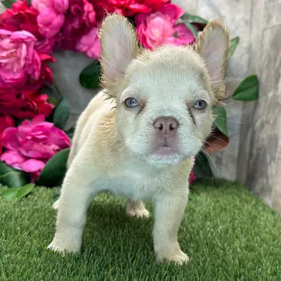 Sevimli Krem Renkli Fluffy Fransız Bulldog Yavru!