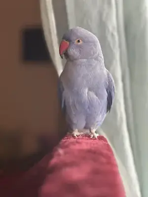 Curious lovebird that likes exploring the house