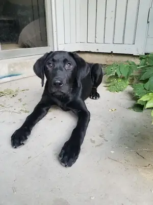 Friendly labrador retriever used to living with people