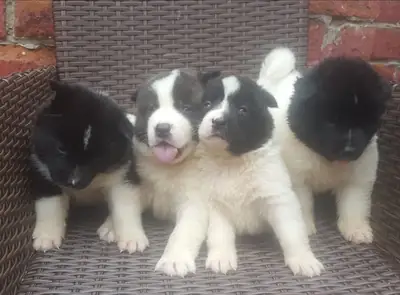 4 precious purebred Akitas left.