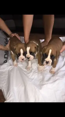 拳师犬小狗准备好寻找新家