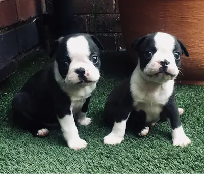Güzel İşaretlere Sahip Boston Terrier Yavruları.
