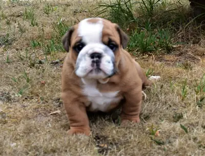 Betty And Reg Have Had Their English Bulldog Puppies