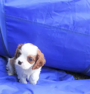 Chiots Cavalier King Charles Spaniel de race