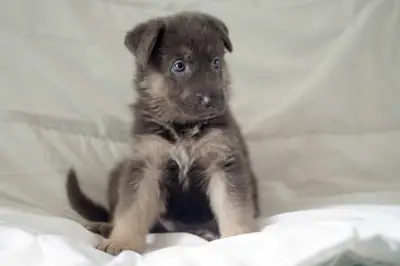 Outstanding Kc German Sheperd Pups