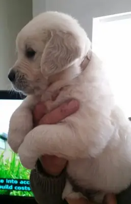 Golden Retriever Puppies For Sale