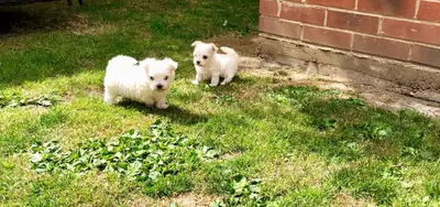 Cachorros Maltés en Venta