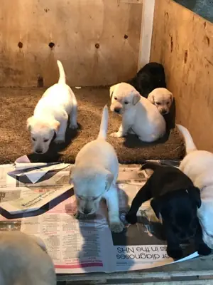 Nous avons 2 chiens labrador enregistrés AKC disponibles.