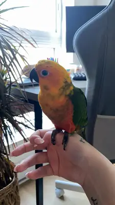Small conure parrot that enjoys human interaction