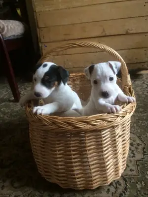 Adorable Jack Russell Puppies