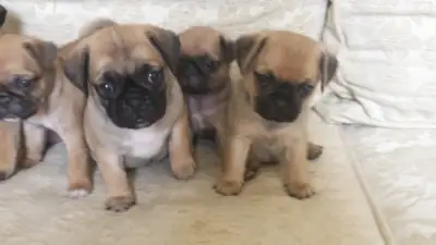 100% Pure Pug Puppies