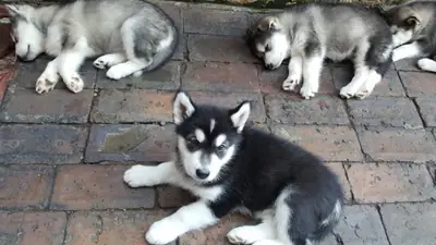 Stunning Blue Eyed Siberian Husky Puppies For Sale