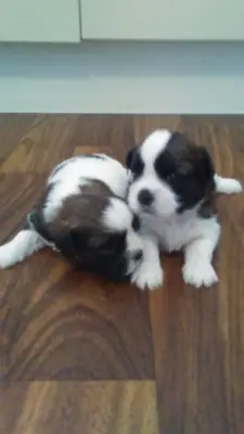 Shih-tzu Pups