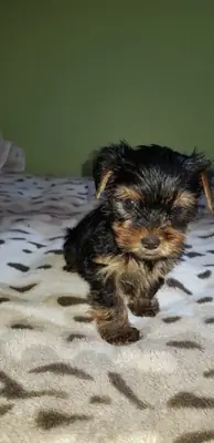 Preciosos cachorros Yorkshire en venta