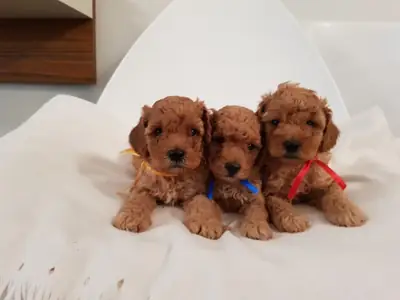 toy poodle puppies 2 boys available