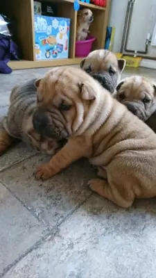 güzel Shar Pei akc Kayıtlı yavrular
