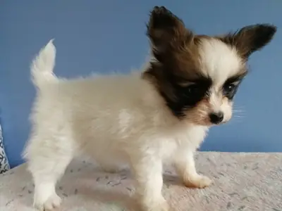Papillon puppies for adoption