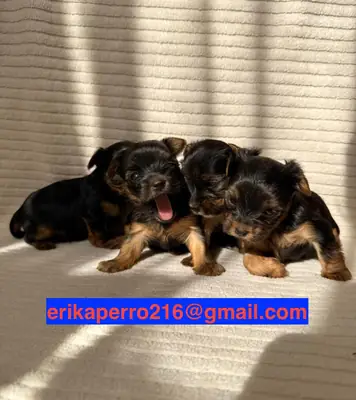 赠送约克夏犬幼犬（公犬和母犬）
