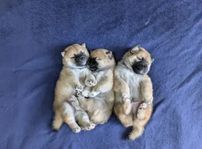 Cachorros Shiba Inu (macho y hembra) para adopción