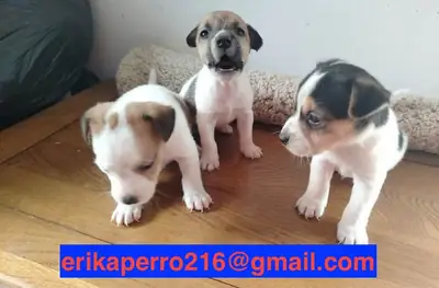 Cachorros Jack Russell Terrier (macho y hembra) para adopción