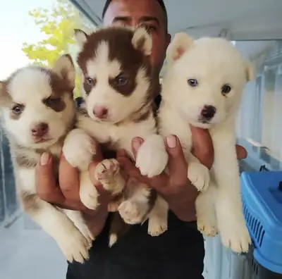 西伯利亚哈士奇幼犬（公犬和母犬）赠送