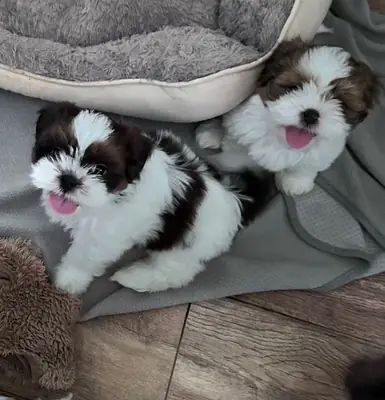待赠送的西施犬幼犬（公犬和母犬）