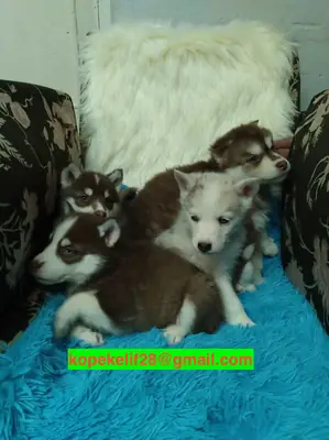 Free male and female Siberian Husky puppies