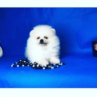 Pomeranian puppies