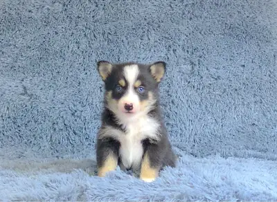 chiots pomsky frappants