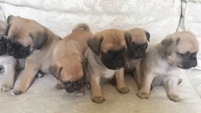 stunning puggle puppies